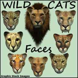 Don't miss out on this exceptionally priced set of high-resolution faces of eight (8) wild feline cats. Get the small sized renditions for absolutely free to enhance all of your artwork or documentation productions.